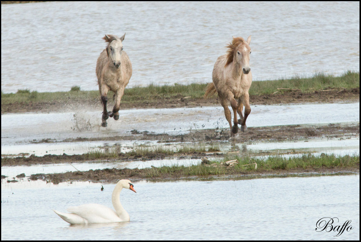 Puledri Camargue al gioco